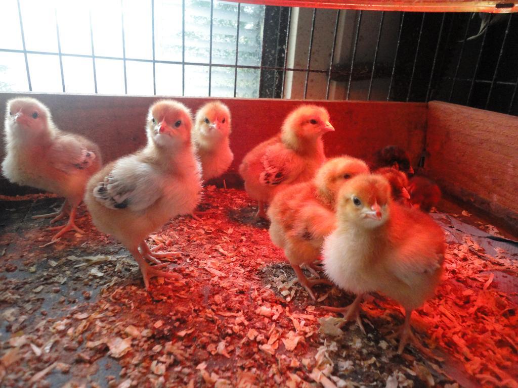 Willow Court Farm The Lodge & Petting Farm, 8 Mins From Legoland & Windsor, 15 Mins From Lapland Uk ภายนอก รูปภาพ