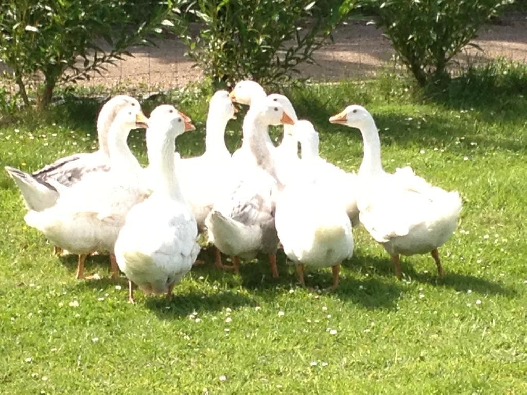 Willow Court Farm The Lodge & Petting Farm, 8 Mins From Legoland & Windsor, 15 Mins From Lapland Uk ภายนอก รูปภาพ