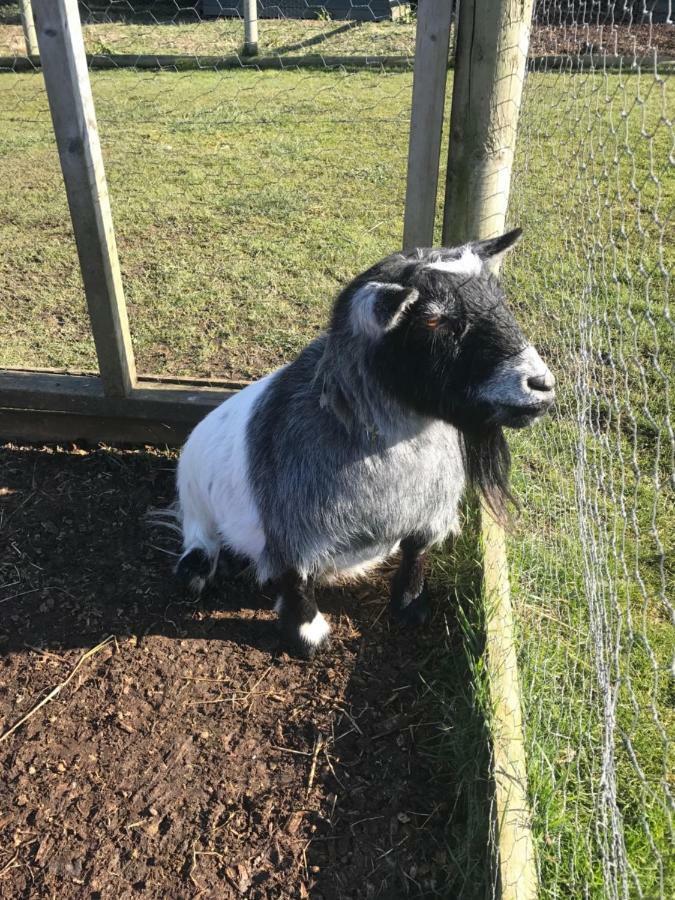 Willow Court Farm The Lodge & Petting Farm, 8 Mins From Legoland & Windsor, 15 Mins From Lapland Uk ภายนอก รูปภาพ
