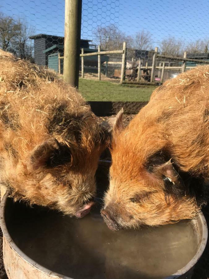 Willow Court Farm The Lodge & Petting Farm, 8 Mins From Legoland & Windsor, 15 Mins From Lapland Uk ภายนอก รูปภาพ
