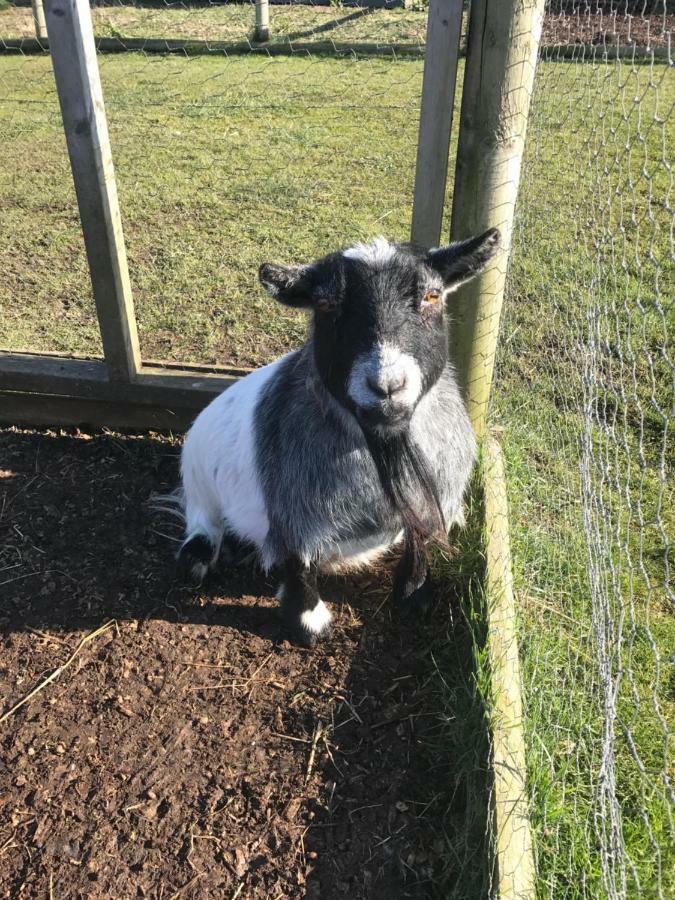 Willow Court Farm The Lodge & Petting Farm, 8 Mins From Legoland & Windsor, 15 Mins From Lapland Uk ภายนอก รูปภาพ