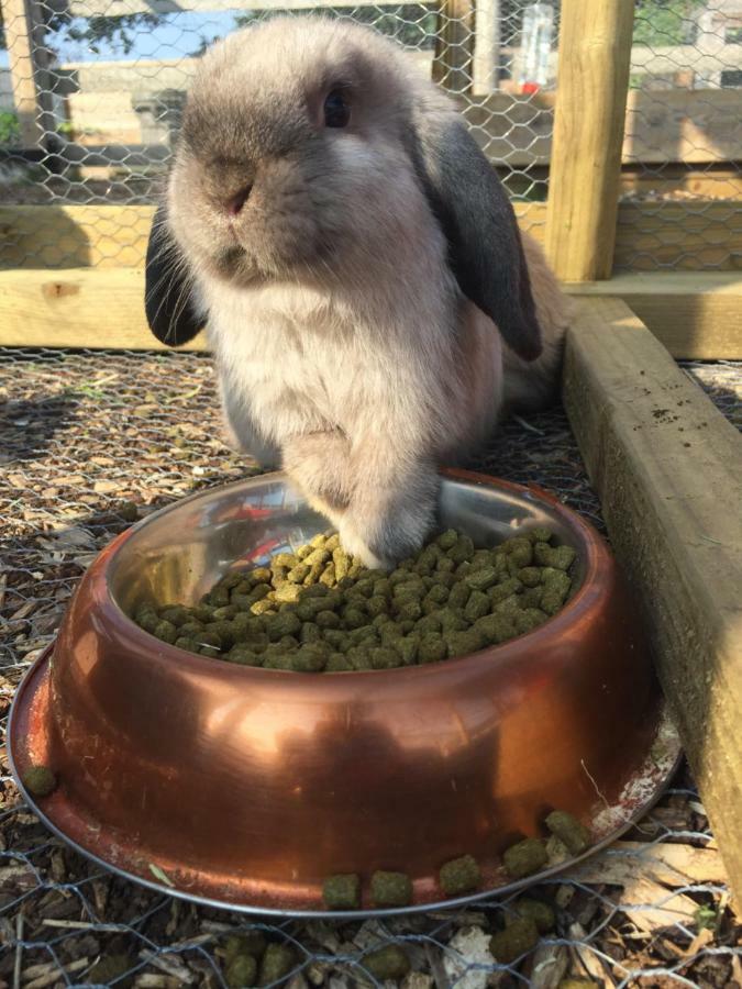 Willow Court Farm The Lodge & Petting Farm, 8 Mins From Legoland & Windsor, 15 Mins From Lapland Uk ภายนอก รูปภาพ